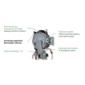 Dujinis kondensacinis katilas ITALTHERM Time Max 27 su integruotu 60 l boileriu